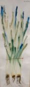 Ha Van Vuong (Chinese, b.1914), watercolour, 'Spring Onions', signed, 73 x 26cm.