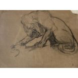 Early 20th century English school, charcoal drawing, Study of a lion, 27 x 35cm.