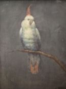 Attributed to Gary Savage, oil on board, Study of a parrot, signed, 62 x 47cm.