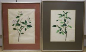 19th century Chinese School, two gouaches, study of magnolia and another plant, one with attached