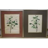 19th century Chinese School, two gouaches, study of magnolia and another plant, one with attached