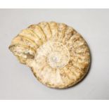 A small fossil ammonite10cm