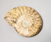 A small fossil ammonite10cm