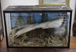 A cased taxidermy pheasant75cm wide