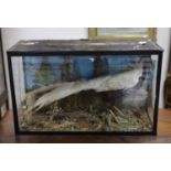 A cased taxidermy pheasant75cm wide