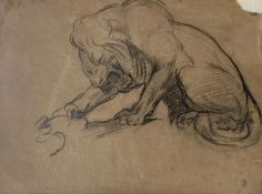 Early 20th century English school, charcoal drawing, Study of a lion, 27 x 35cm.