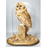 A taxidermy tawny owl under glass dome48cm