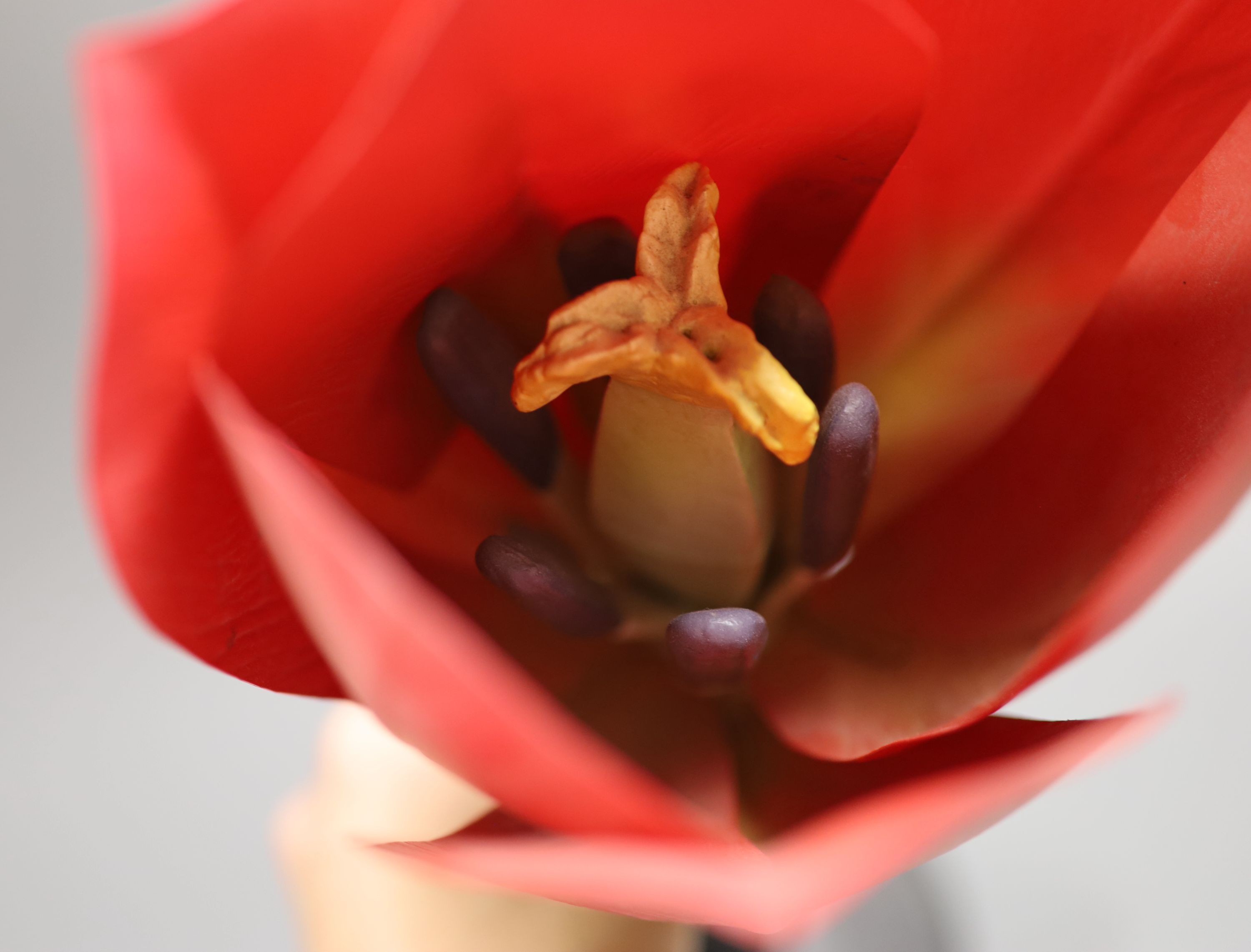 An original Brendel Modell of a tulip, 55cm high - Image 3 of 3