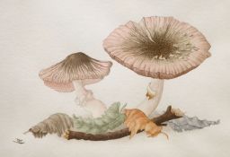 English School, watercolour on paper, Study of toadstools, monogrammed, 17 x 25cm17cm x 25cm