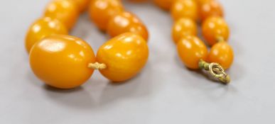 A single strand graduated oval amber bead necklace, 40cm, gross weight 41 grams.