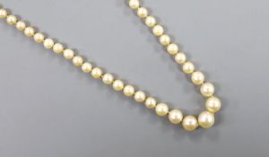 A single strand graduated cultured pearl necklace, with detaches white metal clasp, 44cm.