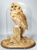 A taxidermy tawny owl under glass dome48cm