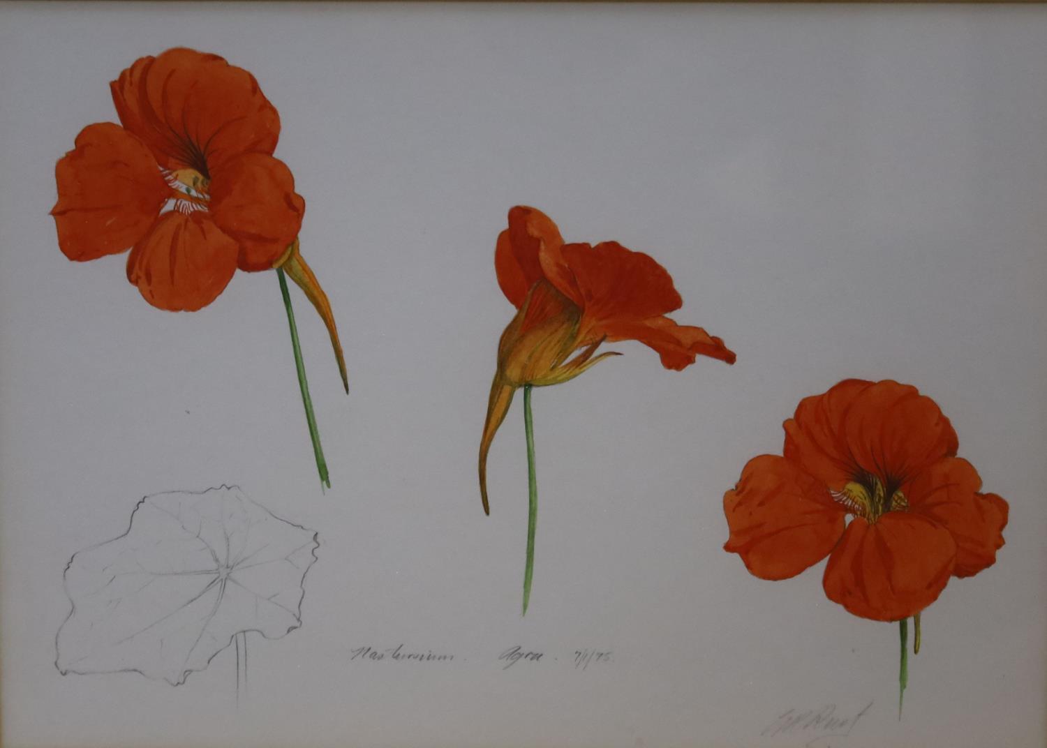 Graham Rust (1942-), pencil and watercolour, Nasturtium, Agra, 7/1/75, signed with Spink label