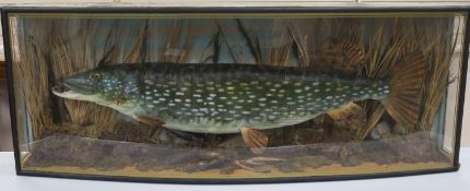 A large cased taxidermic pike, 35lbs 20oz., in bowfronted display case, width 138m height 52cm