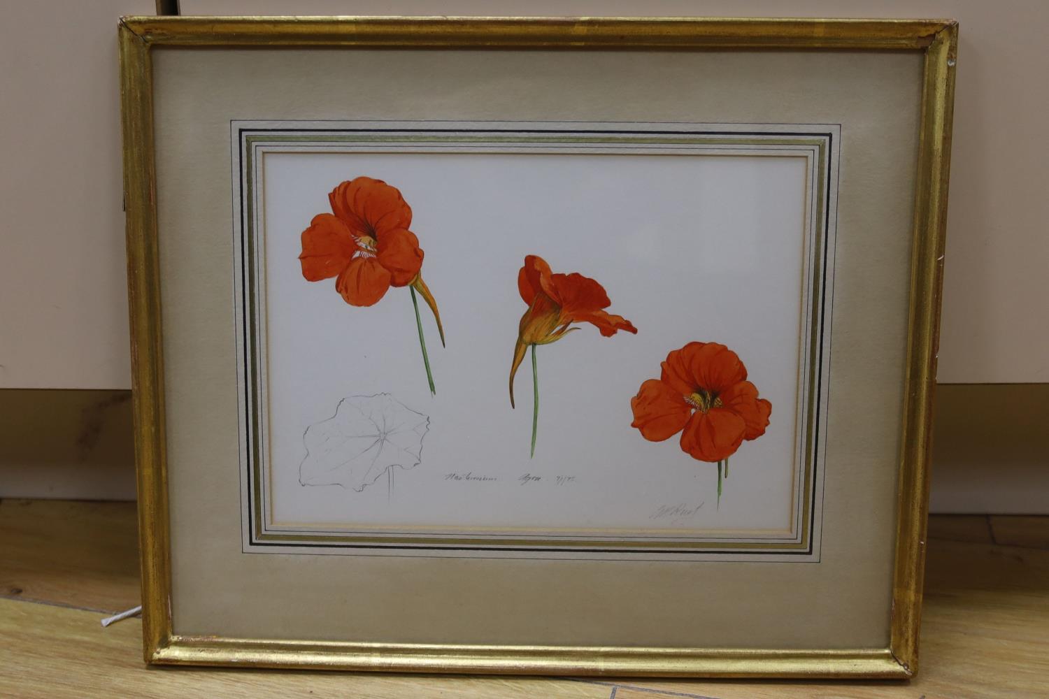 Graham Rust (1942-), pencil and watercolour, Nasturtium, Agra, 7/1/75, signed with Spink label - Image 2 of 5