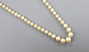 A single strand graduated cultured pearl necklace, with detache white metal clasp, 44cm.