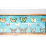 A cased butterfly collection, exotic specimens, case 54.5 X 23.5 cm