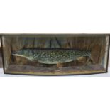 A large cased taxidermic pike, 35lbs 20oz., in bowfronted display case, width 138m height 52cm