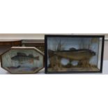 Two cased taxidermic fish, 61cm and 44cm