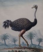 George Edwards (1694-1773) 'Struthia Camelus, The Ostrich' c.1740-45watercolour on papertitle in