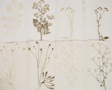 A folio of early 19th century dried botanical specimens on paper,mounted on loose pages of varying
