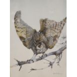 Edwin Penny (1930-2016), watercolour, Long-eared owl on a branch, signed, 50 x 37cm