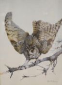 Edwin Penny (1930-2016), watercolour, Long-eared owl on a branch, signed, 50 x 37cm