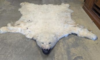 Taxidermy, Polar bear skin (Yrsus Maritimus), a large adult skin rug with head mount, mouth open,