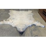 Taxidermy, Polar bear skin (Yrsus Maritimus), a large adult skin rug with head mount, mouth open,