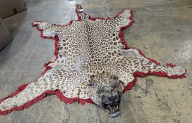 Taxidermy - a Leopard skin rug with head and stitched felt border, nose to tail 215cm