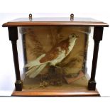 A DOVE PERCHED ON A BRANCH AMONGST GRASSES the display case with glazed front and sides and with