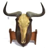 ROWLAND WARD A LARGE PAIR OF WILDEBEEST HORNS of curved form, with full skull mount, on a shaped