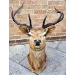 A STAG'S HEAD neck mount, for wall hanging, 95cm high, 72cm wide