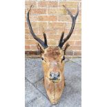 A STAG'S HEAD neck mount, for wall hanging. 102cm high, 52cm wide