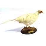 A WHITE COCK PHEASANT perched on a branch on an oval wooden base with an engraved brass plaque.