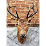 A STAG'S HEAD neck mount, for wall hanging, 77cm high, 60cm wide