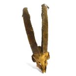 A PAIR OF HORNS of curved outline, skull mount, 52cm high, 24cm wide