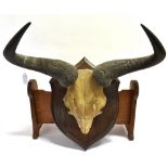 ROWLAND WARD A SMALLER PAIR OF WILDEBEEST HORNS skull mount, on a shaped wooden shield, for wall