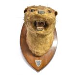 AN OTTER MASK on a shaped shield for wall hanging with engraved plaque '5th June 1914', 29cm high,