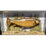 A TROUT NATURALISTICALLY MOUNTED SWIMMING amongst water plants in a display case with glazed front