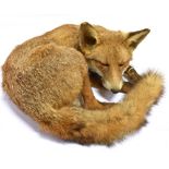 A FOX FULL MOUNT curled up asleep. Height 22cm, Width 36 cm.