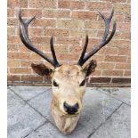 A STAG'S HEAD neck mount, for wall hanging, 86cm high, 68cm wide