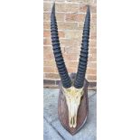 ROWLAND WARD A LARGE PAIR OF GAZELLE HORNS of ribbed form, skull mount, on a shaped wooden shield,