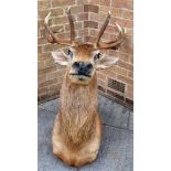 AN IMPRESSIVE LARGE STAG'S HEAD shoulder mount for wall hanging. Height 115cm, Width 63cm, Depth