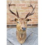 A STAG'S HEAD neck mount, for wall hanging, 94cm high, 58cm wide