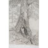 RACHEL ANN LE BAS, N.E.A.C., R.E. (ENGLISH, 1923-2020) 'The Hollow Sycamore', etching, artist's