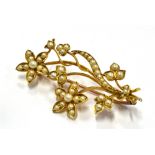 AN EDWARDIAN GOLD SEED PEARL BROOCH The seed pearl set floral spray brooch 45mm long, unmarked,