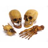 TWO HUMAN SKULLS together with a right foot; and an animal skull, (4).