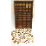 ASSORTED SHELLS & FOSSILS together with a printer's wood tray utilized for display purposes.