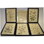 A GROUP OF TEN VICTORIAN COLOURED PRINTS 'ENGLISH MOTHS AND THEIR TRANSFORMATIONS', each framed